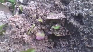 Ants entering and leaving the sand burrow in winter, around the plants [Nature & Animals]
