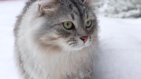 Cat and winter.