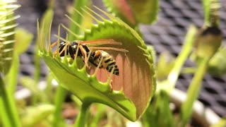 Venus Flytrap Devours Large Wasp