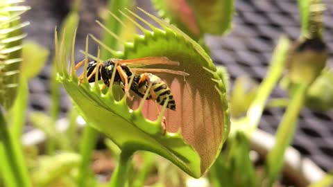 Venus Flytrap Devours Large Wasp