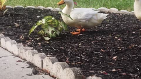 Damn dirty ducks
