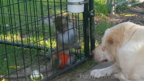 Monkey vs Dog (Funny Videos)