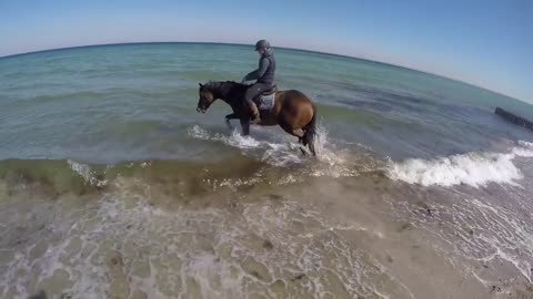 HORSE SEES OCEAN FOR THE FIRST TIME _funny fail_