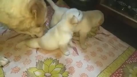 Puppies Are Fighting But Mom Knows How To Stop Them