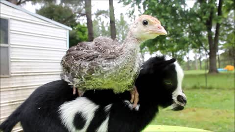 Chick sits adorably on the back of a baby goat