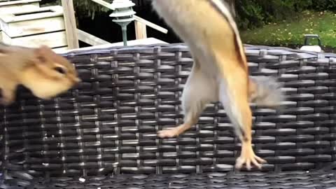 Adorable Chipmunks Jump To Grab Peanut