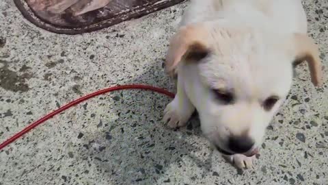 Jindogae baby met on the passing road