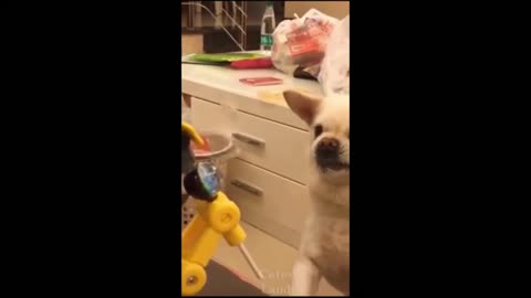 Funny Dogs