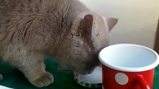 A mischievous British Shorthair enjoying her lunch onto a dining table