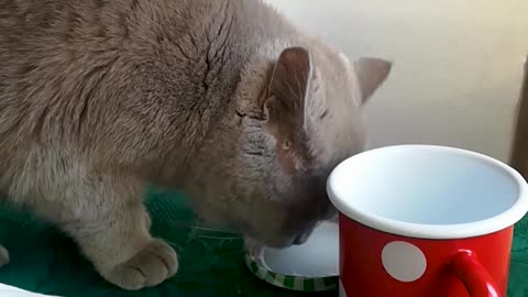 A mischievous British Shorthair enjoying her lunch onto a dining table
