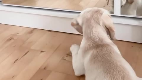 Labrador puppy has encounter with mirror image