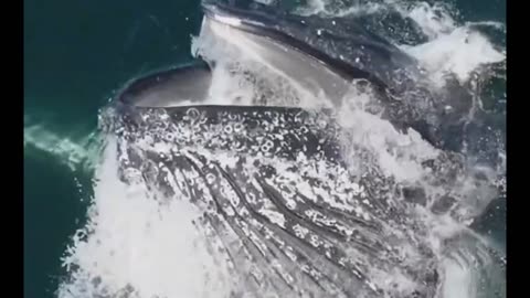 Humpback Whale DEVOURS millions of krill in one bit!