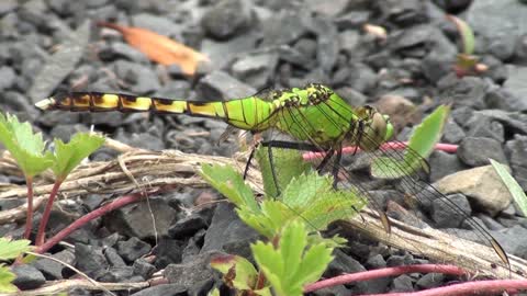 DRAGONFLY VIDEO