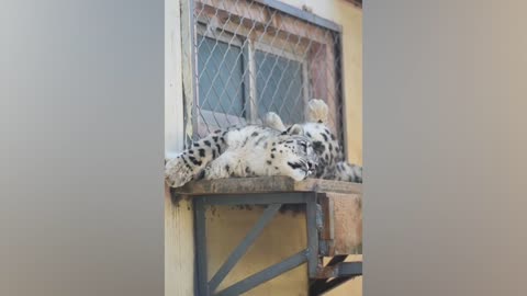 Snow leopard lunch break time