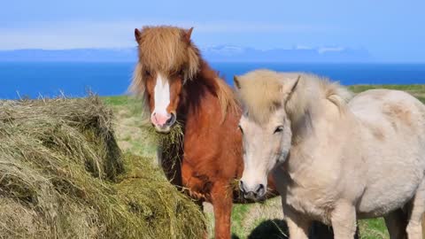 Horse nature mane animal meadow grass pasture mammal ride pony