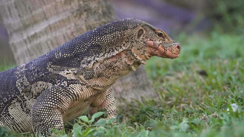 Komodo Dragon Eating Fish