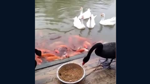 Geese sharing a meal with fish