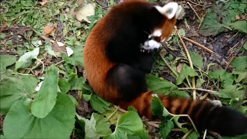 Most Adorable Red Panda - CUTEST Compilation