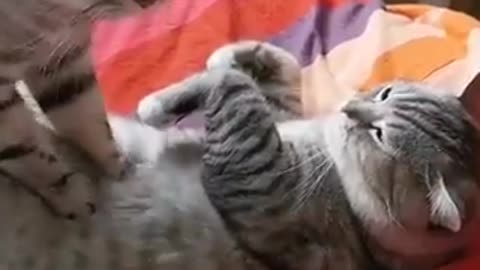 Funny cat make massage therapy