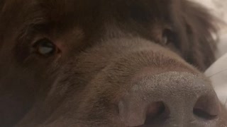 Sweet Newfoundland doggy politely asks for food