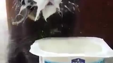 This cat obsessed with milk 🐈