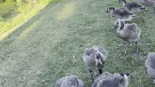 With geese family. So cute