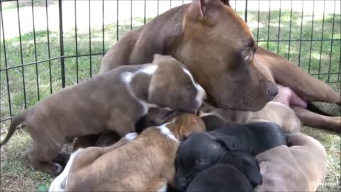 Pitbull mommy with puppies / growls at grabbing puppies!