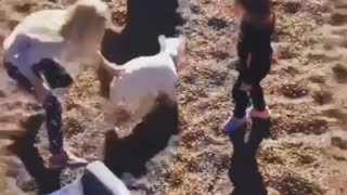 Bulldog falls down kid's slide at the park