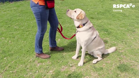 🐕🐕How to teach your dog to sit and drop🐕🐕