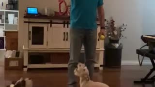 High jumping White Chocolate Schnauzer