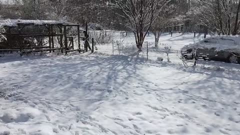 Dog having fun the Snow and Sun !