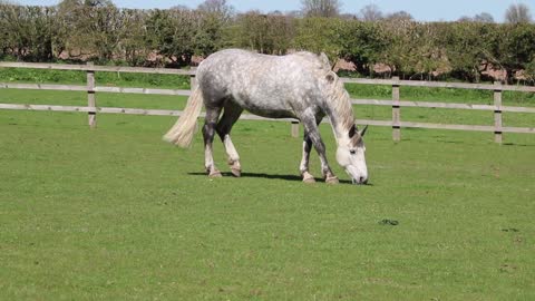 white horse on the green field white horse