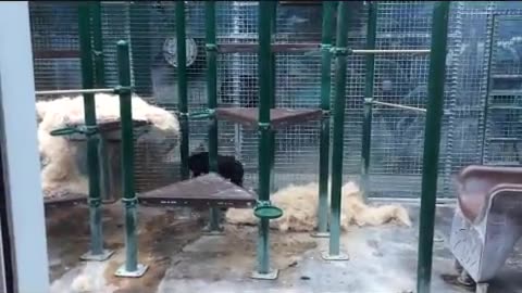 Columbus Zoo - Bonobo Feeding Time
