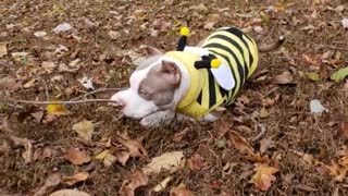 Dog backyard brown leaves bumble bee costume