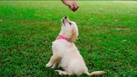 Very funny Dog love movement training for Gardan