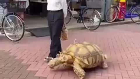 Man Takes Daily Walks With His Giant African Tortoise