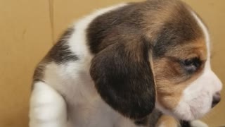 Adorable Baby Beagle Has So Much to Say