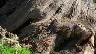 Stunning Gnarly Old Tree in San Simeon California