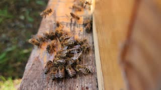 Bees soak up the honey!