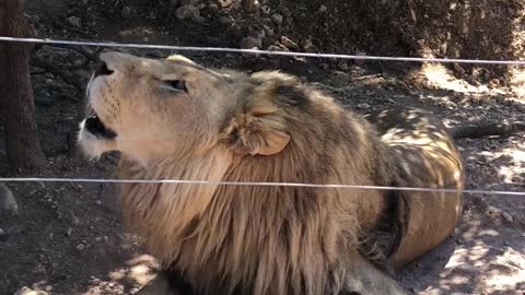 Lion butifull voice #WildLifeVideos #AnimalVideos #WildlifePhotography #lion