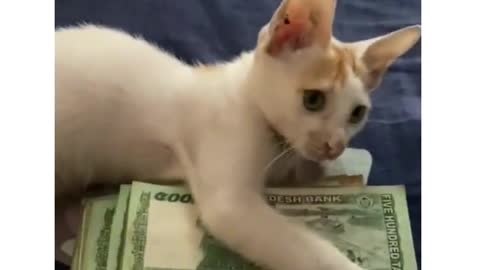 Cute cat earn money