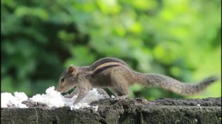 The squirrels - eat in the - morning