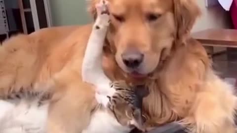 Cat don't want to be hugged by dog - Cute video