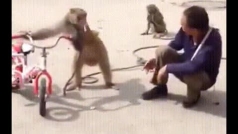 Funny Monkey Video