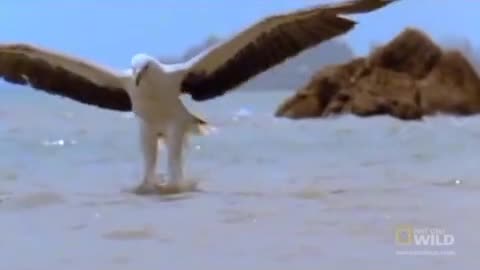 Eagle attack on fish