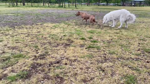 German Shepherd Attacks Pitbull ///OFF LEASH DOG PARK///