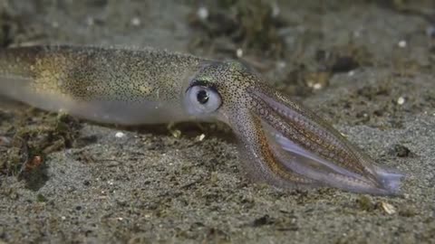 Opalescent Squid Egg Laying
