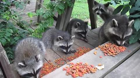Nursery of raccoons enjoy gourmet