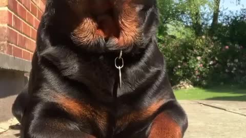 What A Big Cute rottweiler baby 😍😍