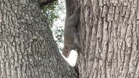 Squirrel Makes Funny Noises on Tree